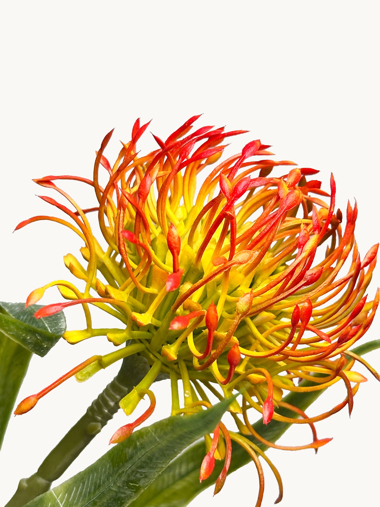 Amaranton™ 17" Realistica™ Pincushion Protea Flower- Orange