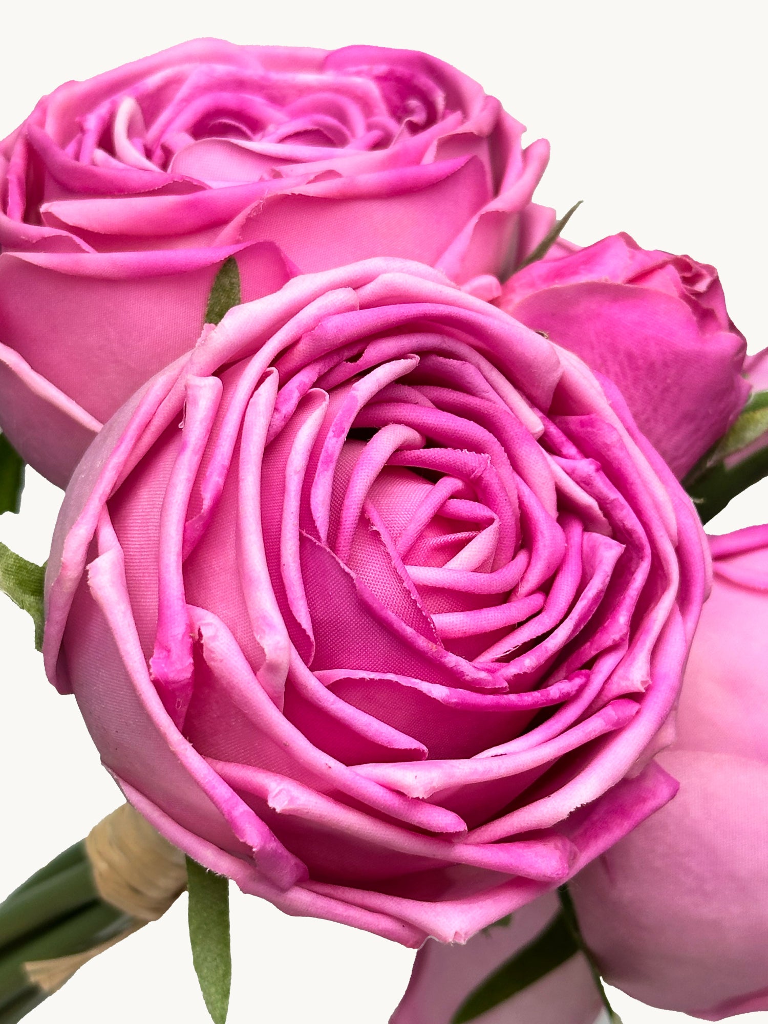 Amaranton - Ramo de 6 tallos de rosa de col de tacto real de 8" - Fucsia