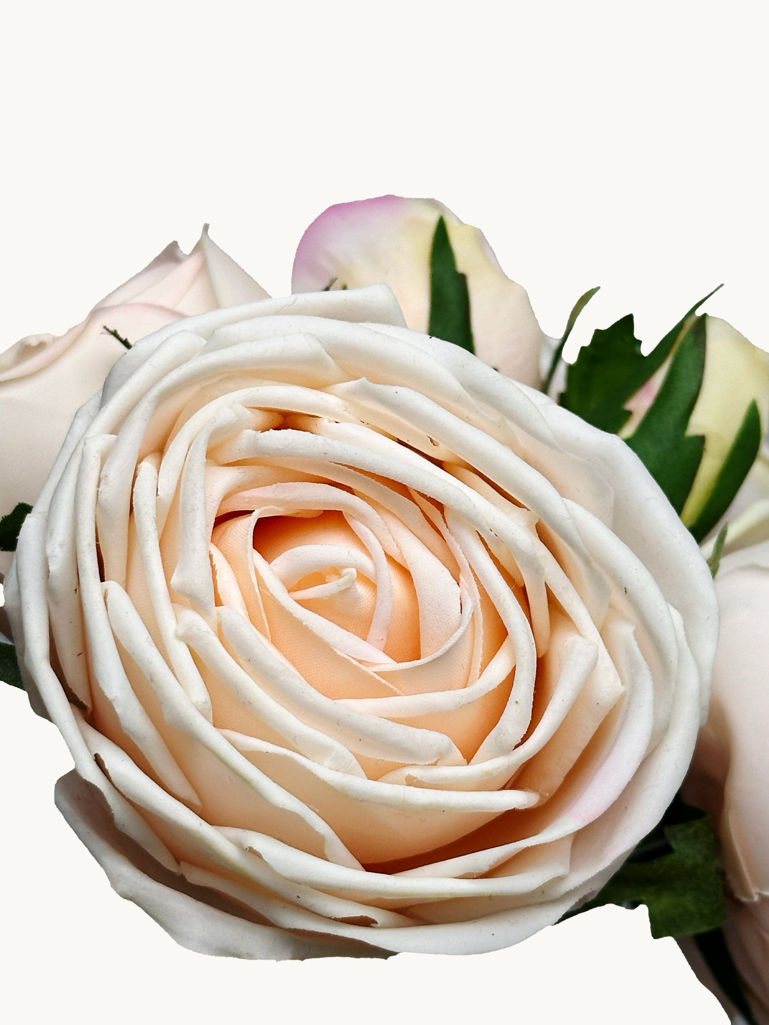 Amaranton - Ramo de 6 tallos de rosa de col de tacto real de 8" - Champán